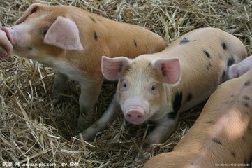 猪场常见的母猪繁殖问题