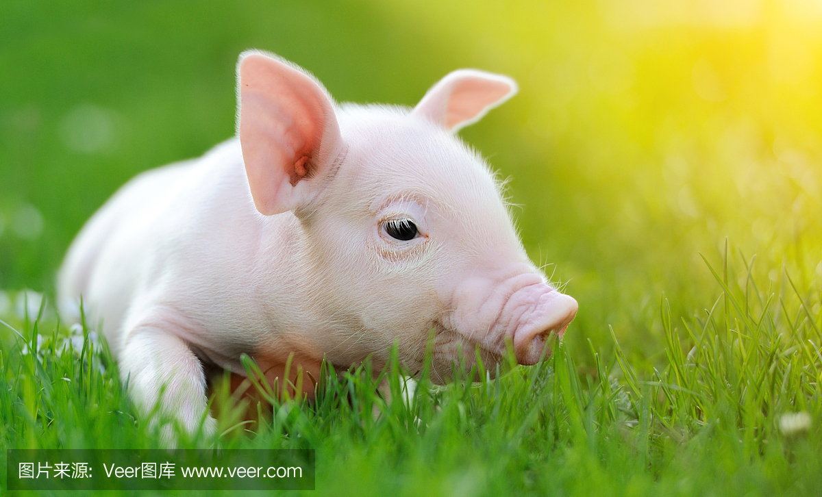SPN技术分享|如何防治猪附红细胞体病