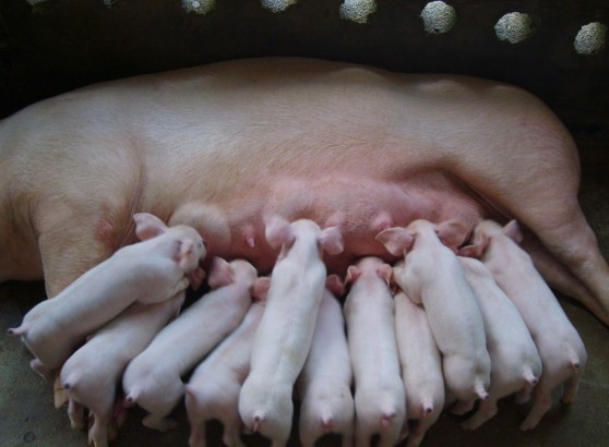 SPN技术分享|养好临产母猪，确保“母子”平安！