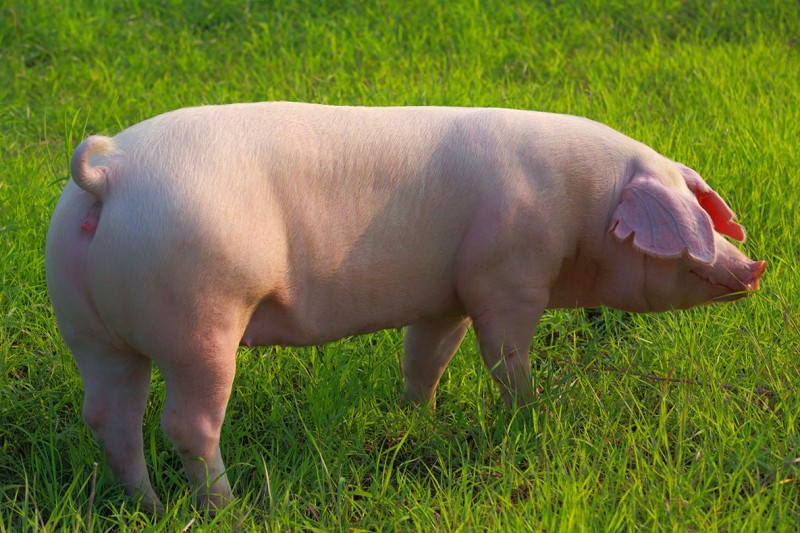 “猪”生大事--为母猪营造一个健康的机体